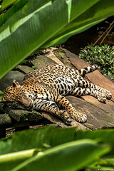 19-05-06 - 40 - Pointe Noire - Zoo Parc des Mamelles - Jaguar
