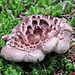 Scaly Hedgehog (Shingled Hedgehog) fungus / Sarcodon imbricatus