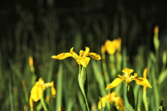 Gelbe Sumpfschwertlilie