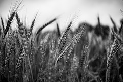 Rainy wheat field