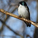 Tree Swallow, Pt Pelee, Ontario