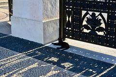 Lisbon 2018 – Cat at Prazeres cemetery