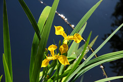 Gelbe Sumpfschwertlilie (2 Pic in Pic)