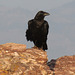 Fan-tailed Raven - from Shimbrety Guesthouse