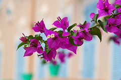 MONACO: Fleurs de  bougainvillier ( Bougainvillea spectabilis ).