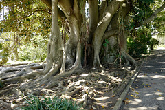 Ficus macrophylla desf. moraceae, Austrália 891