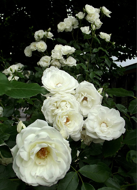 Rose cascade