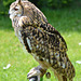 Bengal Eagle Owl 1