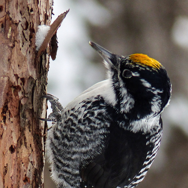 American Three-toed Woodpecker male