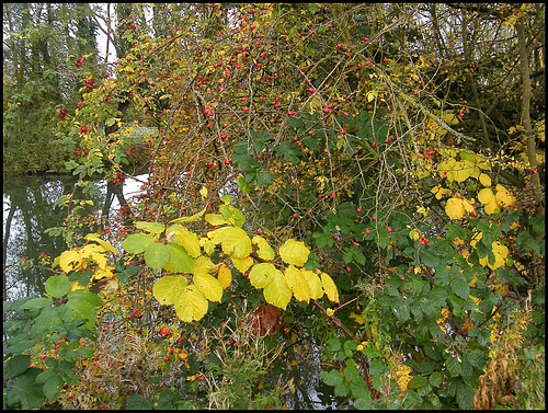 bramble and rosehips