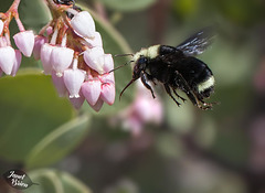37/366: Bumble Bee in Flight