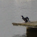 oaw - cormorant