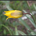 Tulipa australis (3)