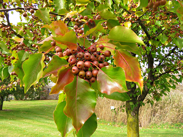 Ornamental Pears