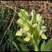 Orchis sureau (6)