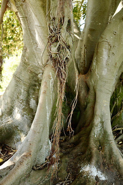 Ficus macrophylla desf. moraceae, Austrália 893