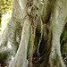 Ficus macrophylla desf. moraceae, Austrália 893