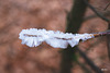 Hair Ice - Exidiopsis Effusa
