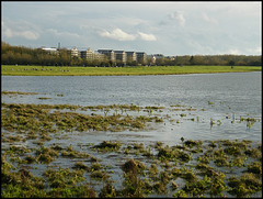 damaged view at Port Meadow