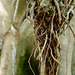 Ficus macrophylla desf. moraceae, Austrália 892