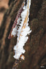 Hair Ice - Exidiopsis Effusa