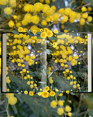 HFF et bon week-end,  avec une composition , que j'ai réalisée à partir d'une de mes photos de mimosas .