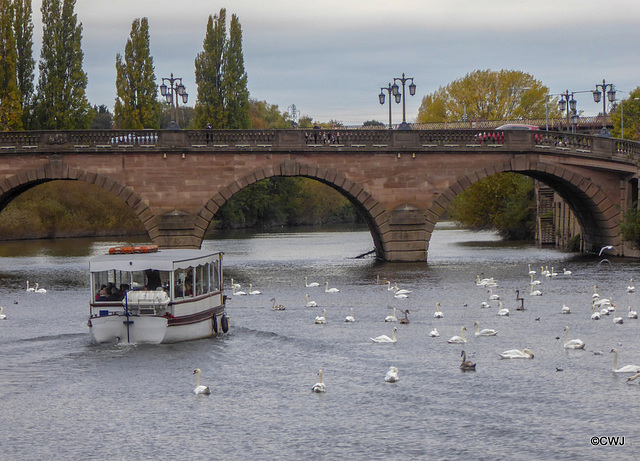 The Severn Swans at Worcester