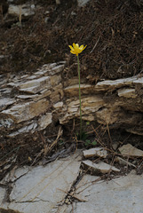 Ranunculus bullatus, Caminito del Rey