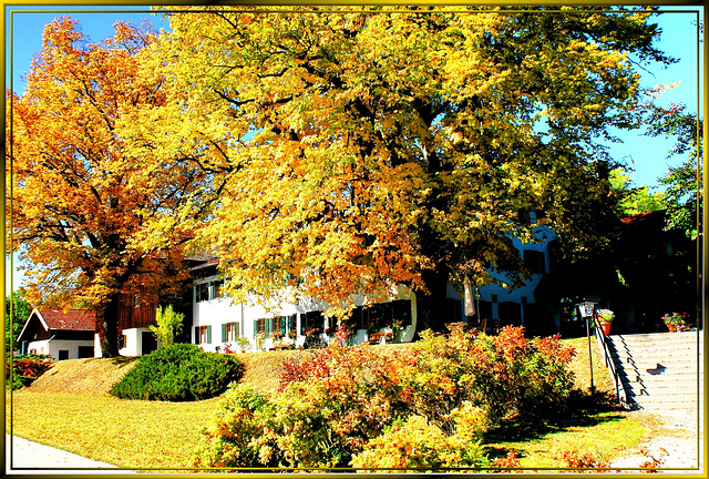 Herbstlaub an der alten Linde. ©UdoSm