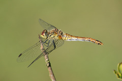 Common Darter Dragonfly Female A04-02