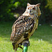 Bengal Eagle Owl 3