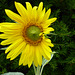 Sunflower - 30 August 2022