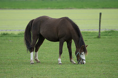 Niederlande - Pferde in Egmond DSC09487