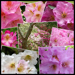 Celebrate the rhododendrons