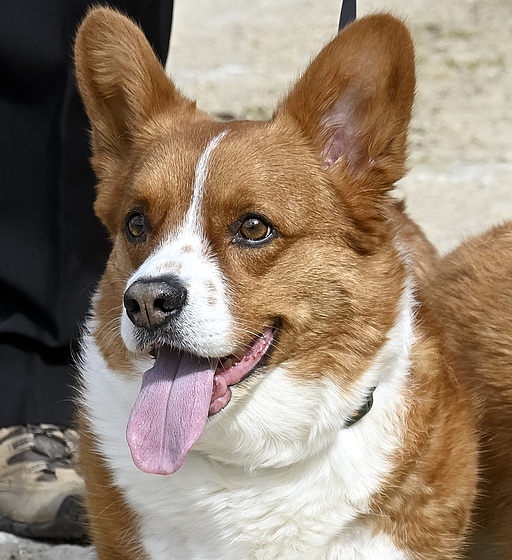 Rosie (9th Jun 2009 - 2nd Nov 2018) Rosie (9th Jun 2009 - 2nd Nov 2018)