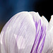 ..........weiß-lila ist an den Krokussen eine schöne Farbenkombination......................................white-purple is a nice color combination on the crocuses.......................................le blanc-violet est une belle combinaison de coule