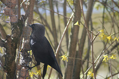Jackdaw (Corvus monduela) at the feeder 02