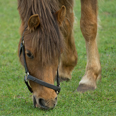 Niederlande - Pferde in Egmond DSC09486