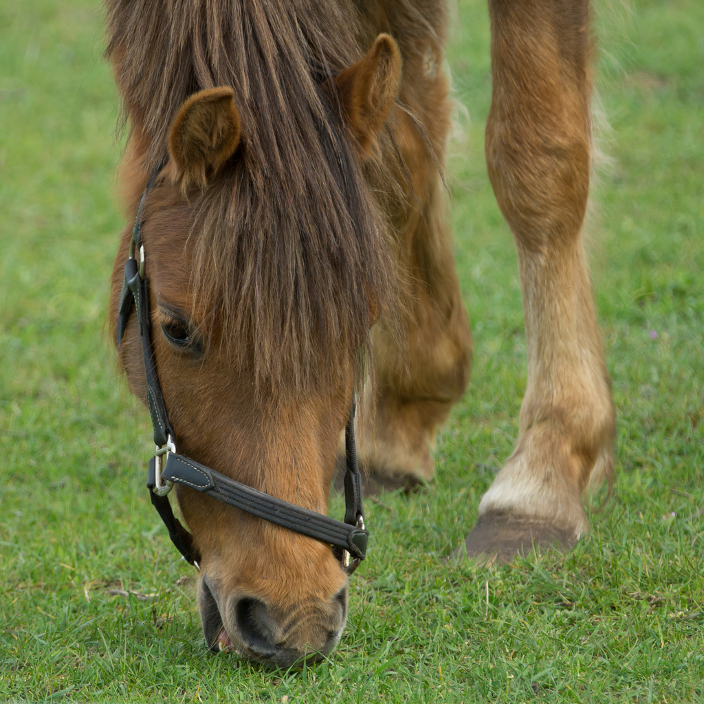 Niederlande - Pferde in Egmond DSC09486