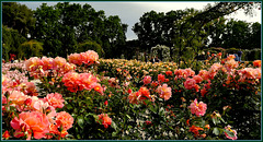 Rose garden, Parque del Buen Retiro, Madrid