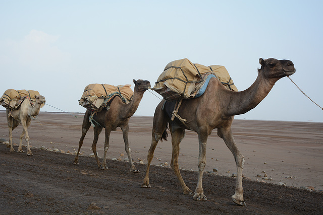 Ethiopia, Danakil Depression, Camels from Caravan for the Transportation of Salt Mined in the Karum Salt Marshes