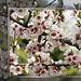 Mandelbaum Blüten. ©UdoSm