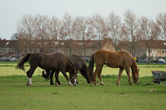 Niederlande - Pferde in Egmond DSC09475
