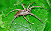 Nursery-web Spider. Pisauridae. Hunting spider