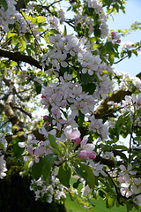 Apfelbaum Blüten