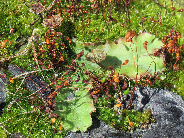 Marchantia polymorpha, with fruiting body, in a fire pit