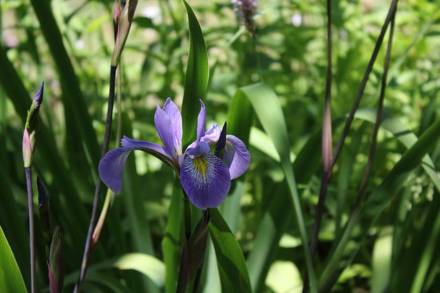 Iris x robusta (3)