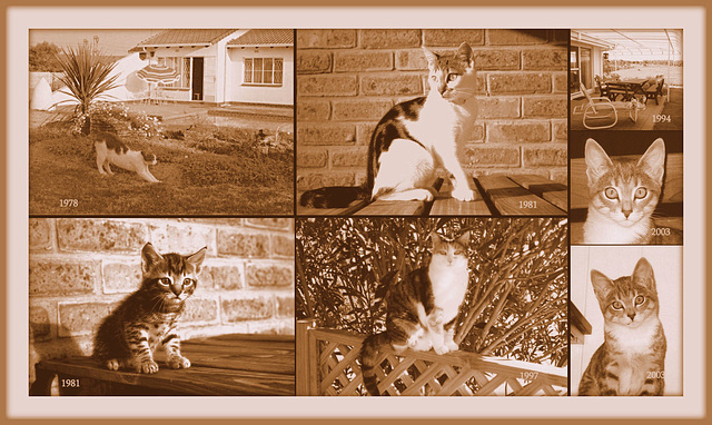 Our cats Sepia