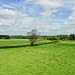 Green fields as summer approaches