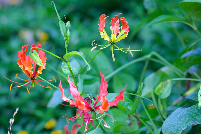 Trouvée dans la brousse !  Gloriosa superba